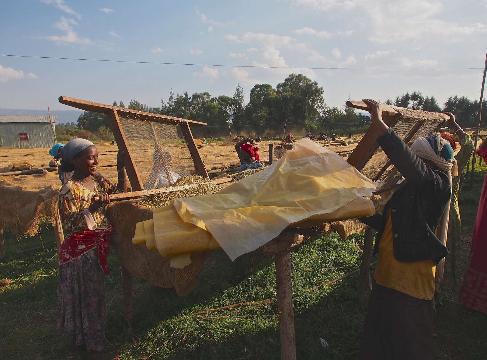 Ethiopia Micro Lot Puff Coffee Women working at coffee drying beds in Ethiopia Yirgacheffe