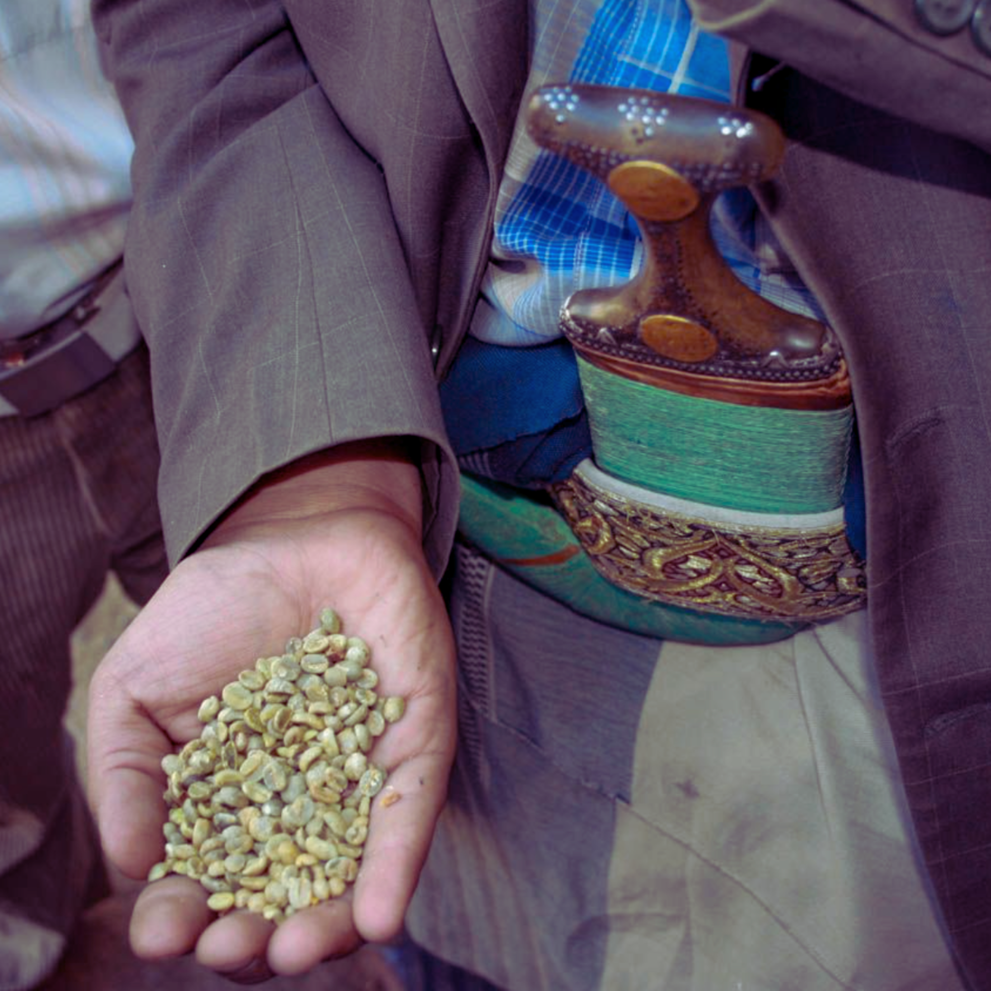 Hand holding green coffee beans in Yemen with a machete tucked in sash.