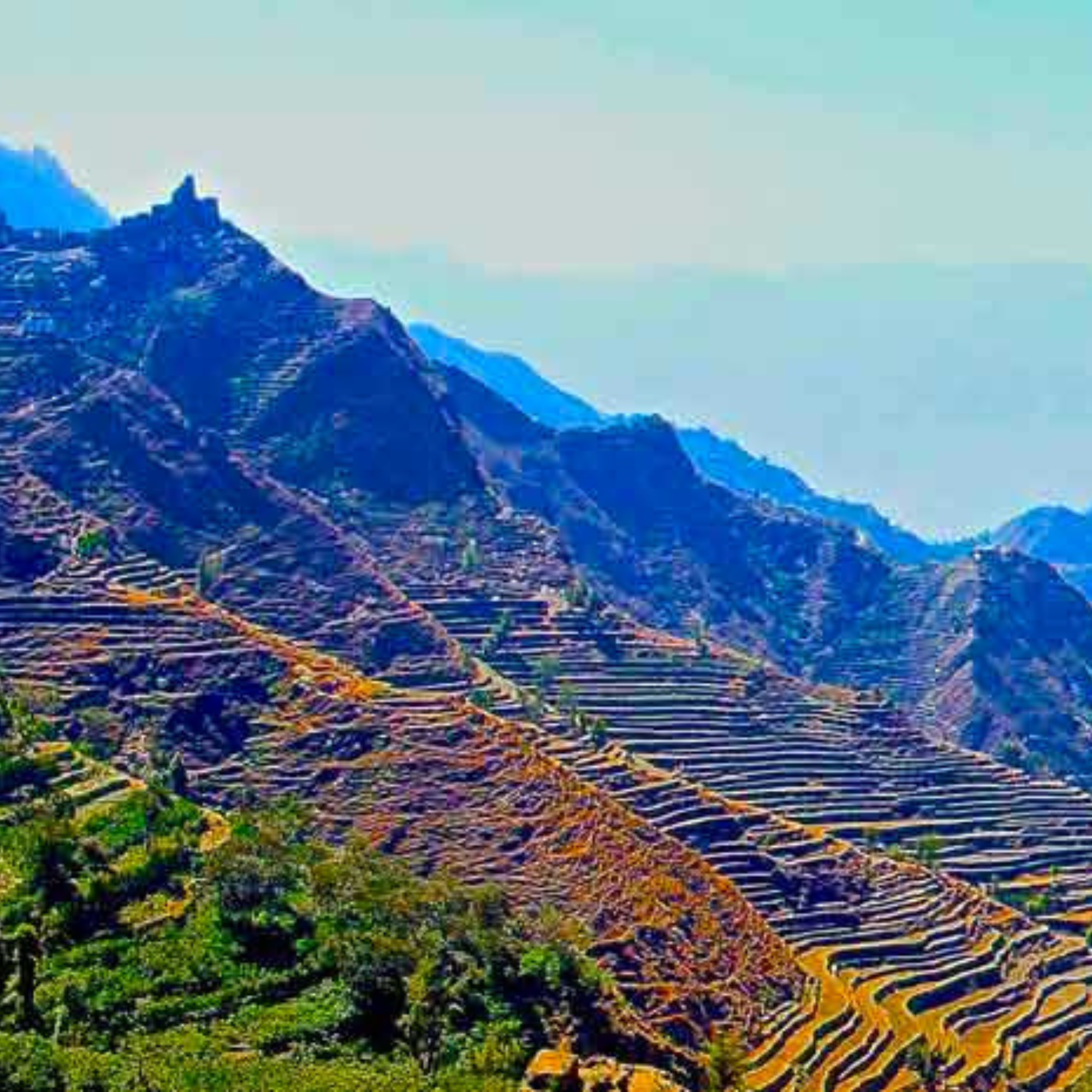 Coffee Terraces in Yemen