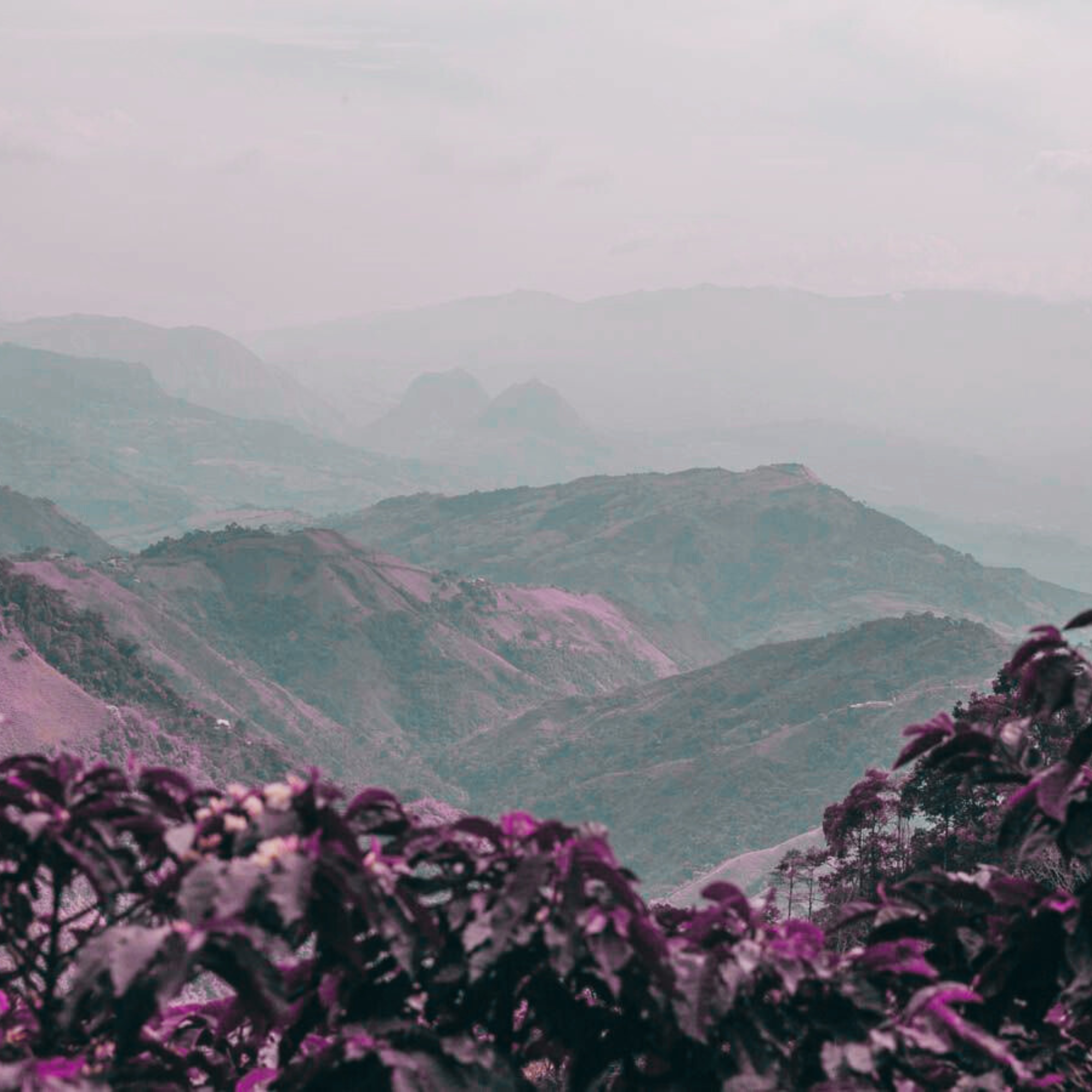 Hazy mountain landscape with purple foliage in the foreground
