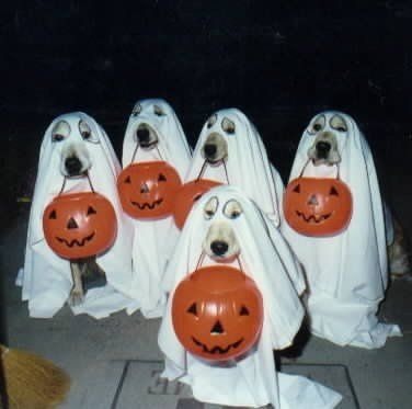 Dawgs Welcome Halloween Edition