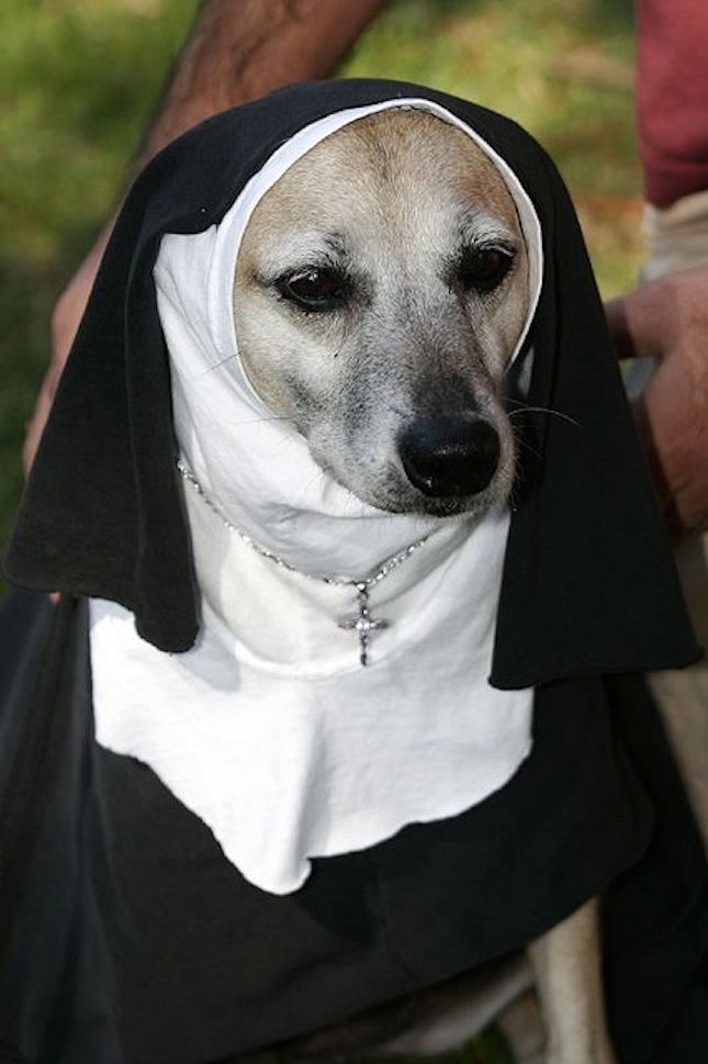 Dawgs Welcome Halloween Edition