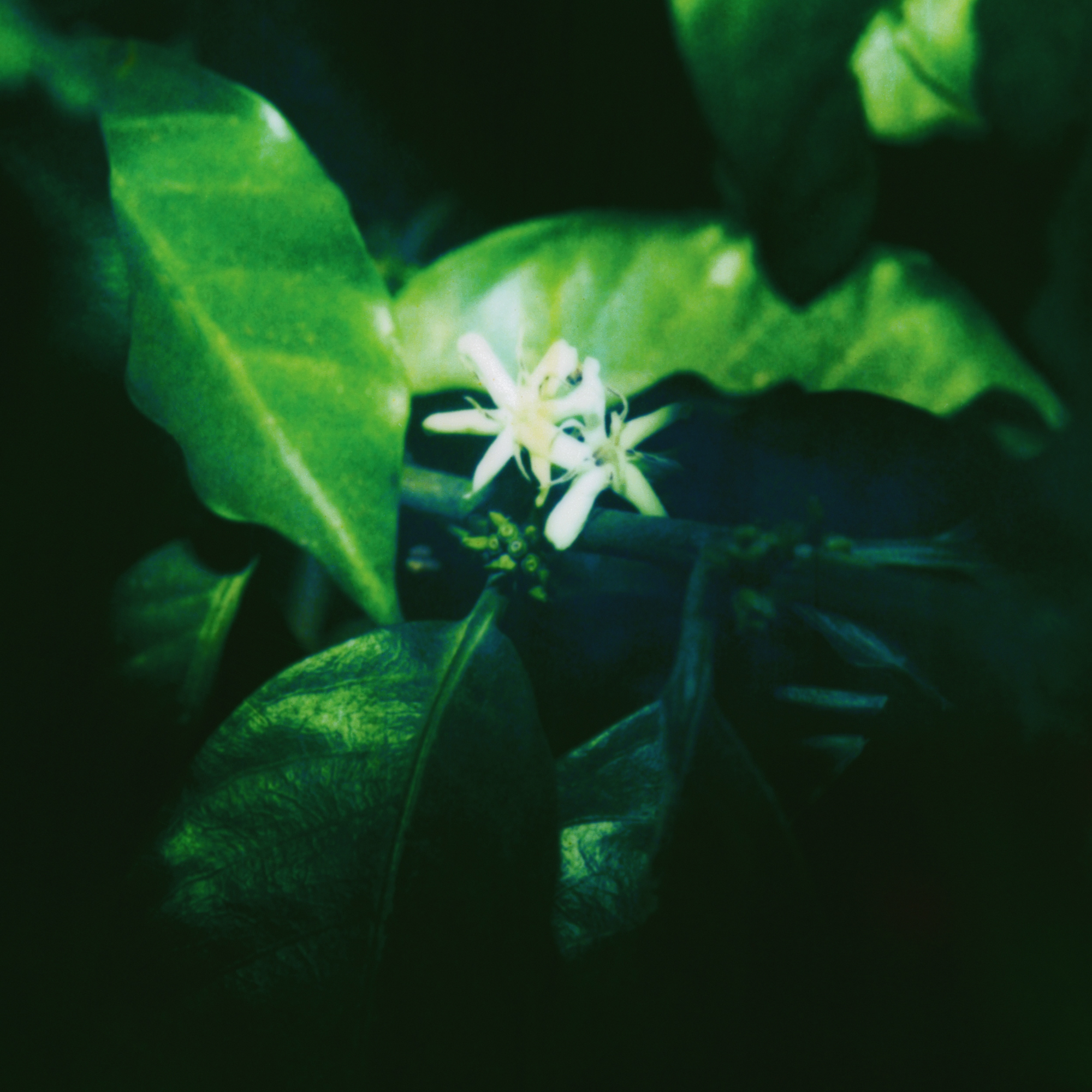 White flower surrounded by green leaves in a dark setting
