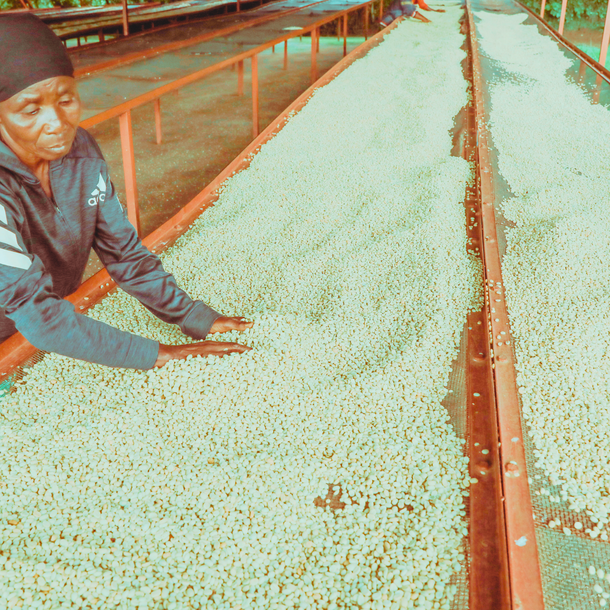 peaberry coffee beans drying on raised beds in rwanda