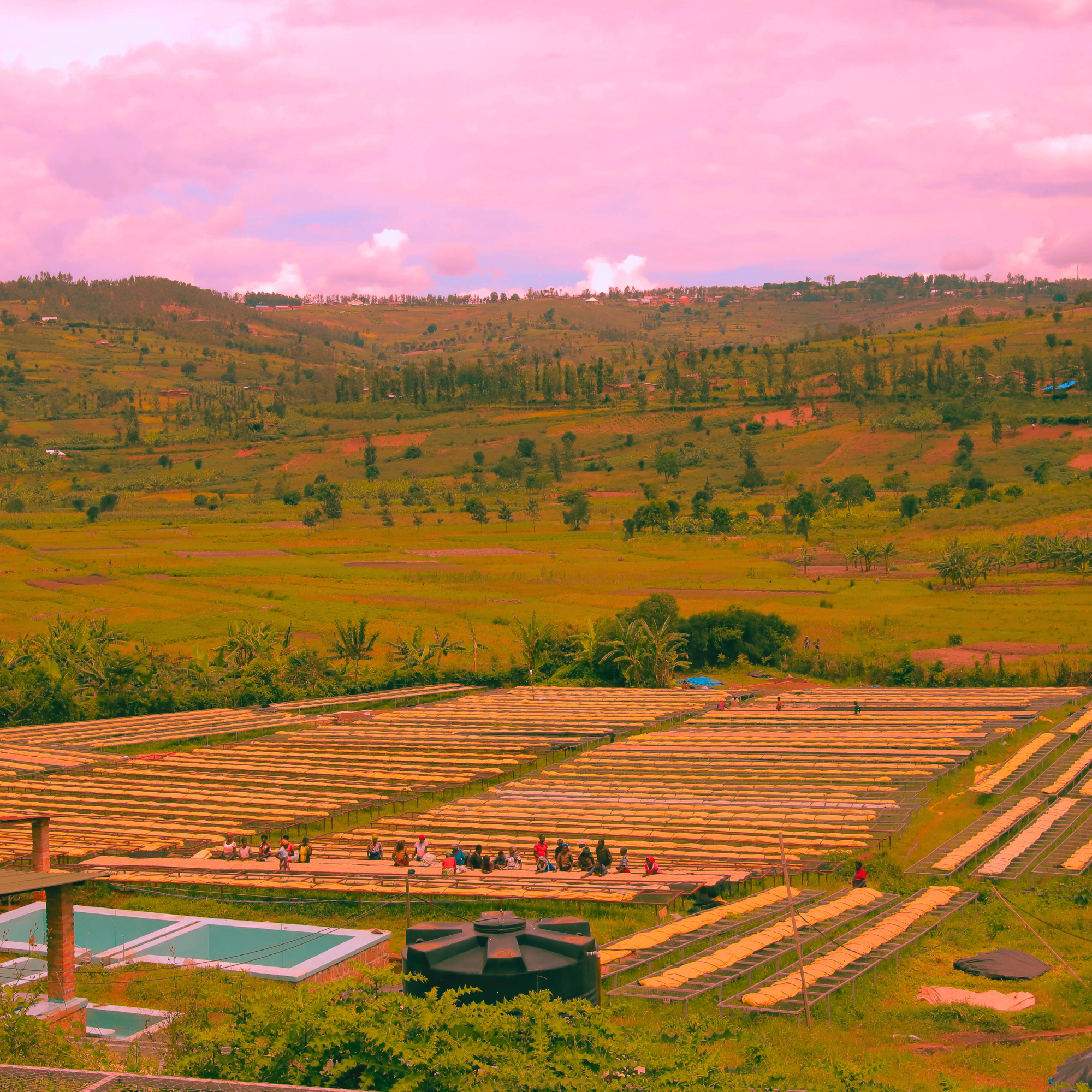 coffee drying on raised beds in a valley in rwanda