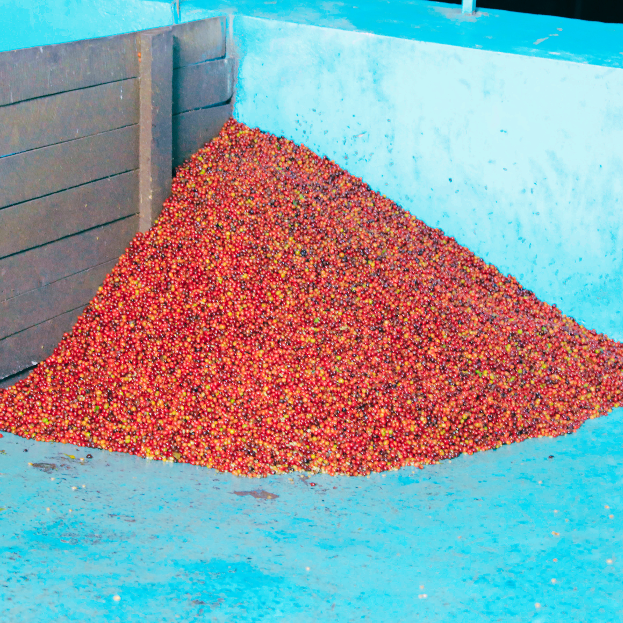 Close-up of small, round peaberry coffee cherry piled high in the corner of a wet mill