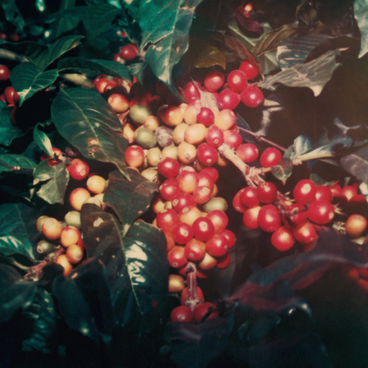 Kenya Nyeri Peaberry